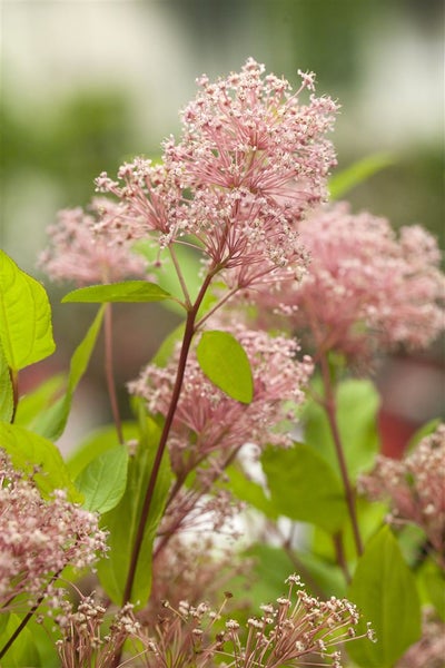 Ceanothus pallidus 'Marie Simon', Säckelblume, rosa, 40–60 cm