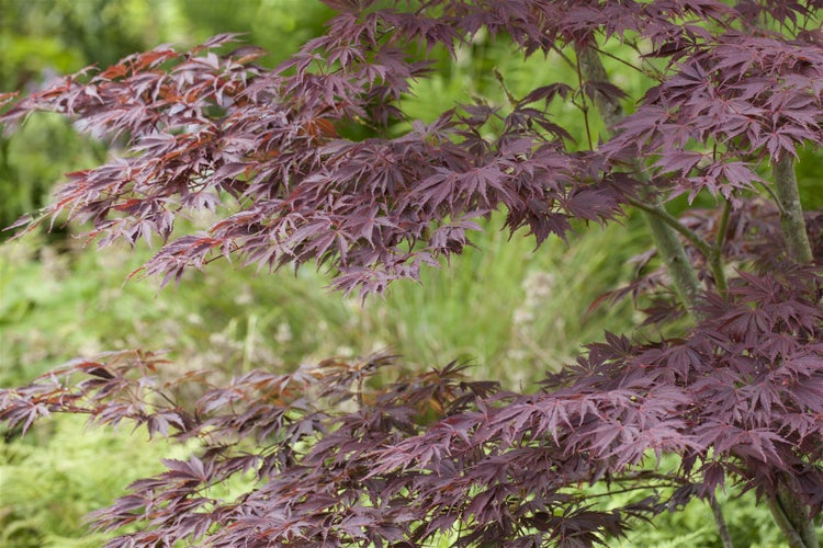 Japanischer Ahorn mit roten Blättern im Garten.