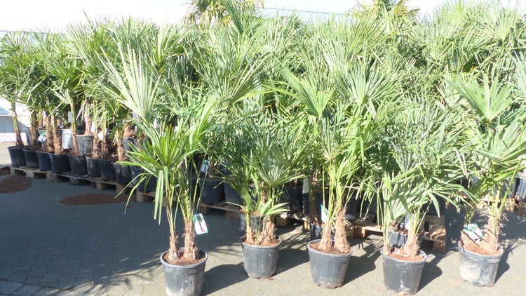 Trachycarpus fortunei Gruppe 120 - 150 cm Palme Hanfpalme, winterhart bis -18°C