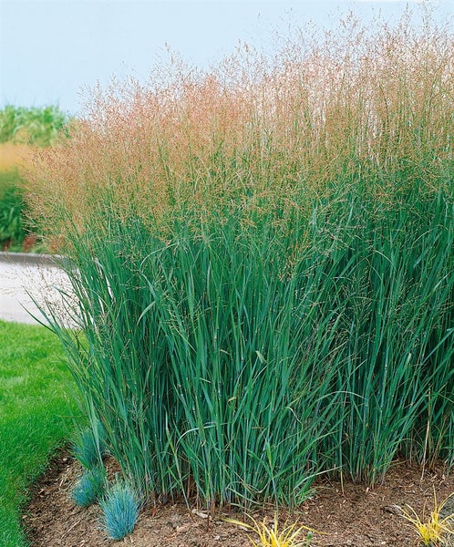 Panicum virgatum 'Heavy Metal', Rutenhirse, blaugrün, ca. 9x9 cm Topf