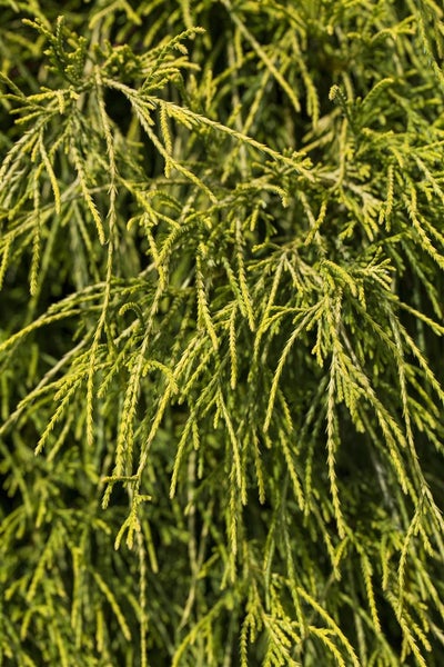Chamaecyparis pisifera 'Filifera Nana', Zypresse, kompakt, 25–30 cm