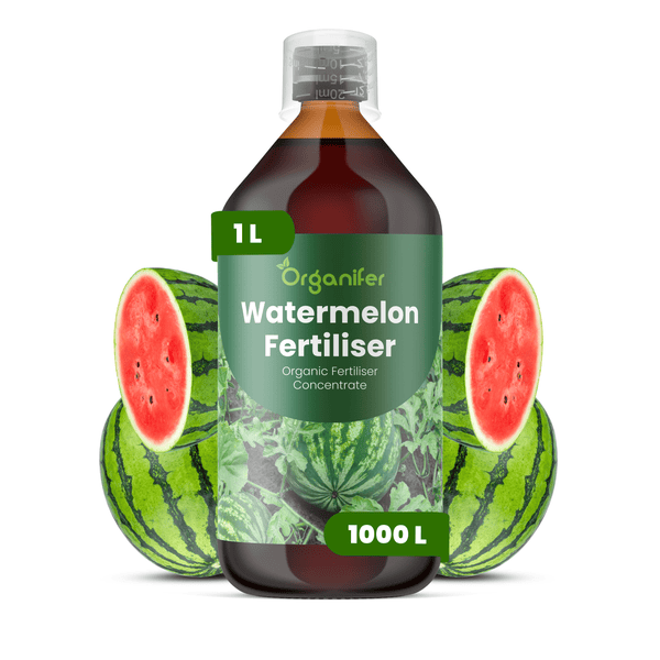 Eine 1 Liter Flasche Organifer Wassermelonen-Dünger, organisches Düngerkonzentrat für circa 1000 Liter Gießwasser, abgebildet mit Wassermelonen.