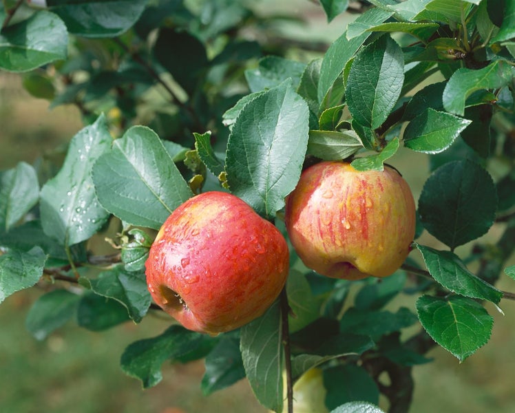Zwei Äpfel mit Blättern am Baum
