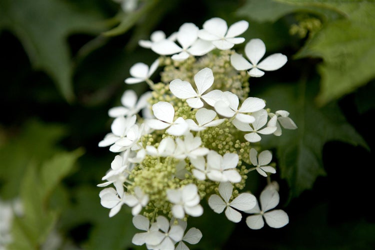 Hydrangea quercifolia, Eichenblatthortensie, 60–80 cm