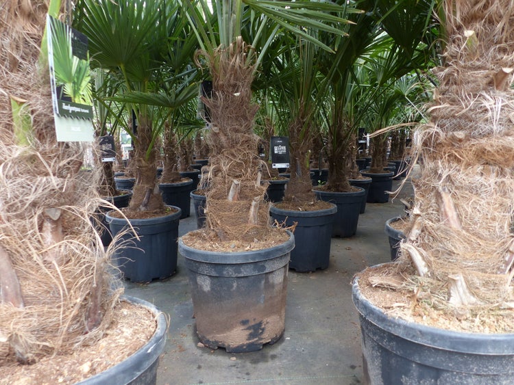 3 Stück XXL Stämme Palme winterhart 190 cm Trachycarpus fortunei, Hanfpalme, Top-Qualität