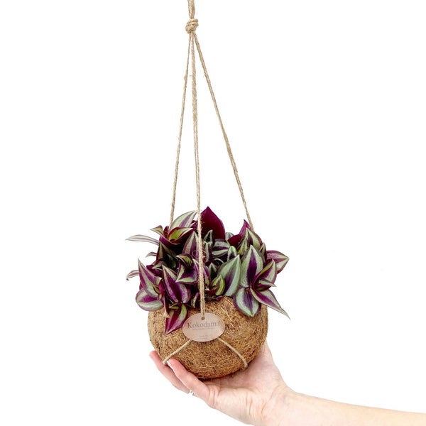 Kokodama - Tradescantia zebrina im Kokodama-Gefäß zum Hängen - Dreimasterblume - ca. 15cm