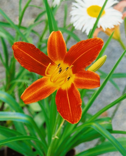 Hemerocallis x cult. 'Sammy Russel', Taglilie, rot-orange, ca. 11x11 cm Topf