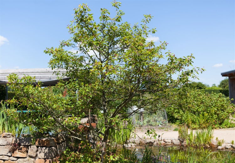 Amelanchier lamarckii, Kupfer-Felsenbirne, 100–125 cm