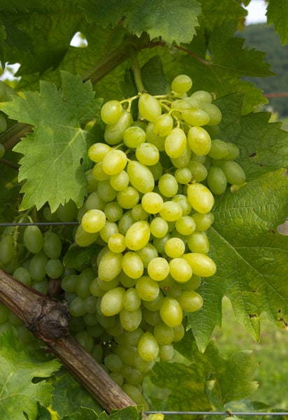 Eine Traube heller Weintrauben an einem Weinstock mit grünen Weinblättern im Garten.