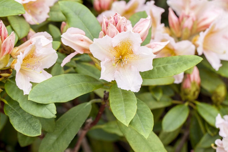 Rhododendron Hybr. 'Belkanto', Rhododendron, 30–40 cm, rosa Blüten