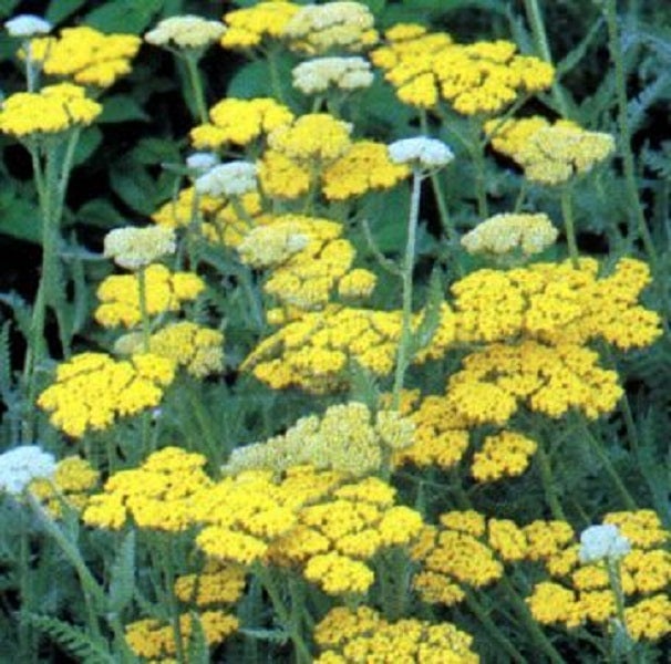 Schafgarbe mit gelben Blüten im Garten
