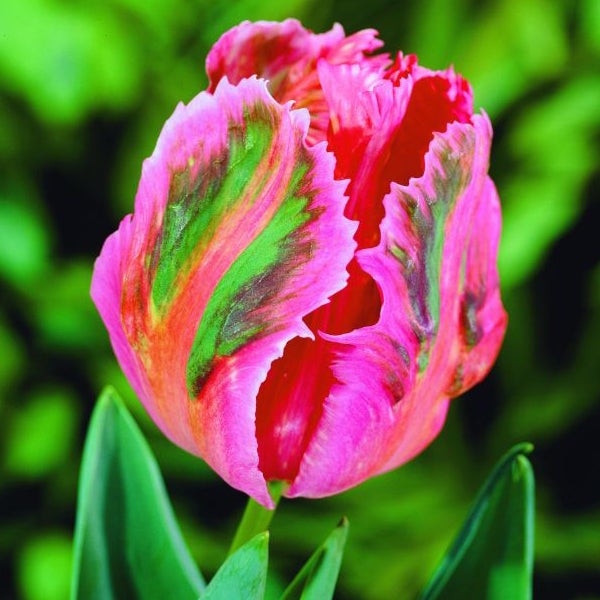 Gefranste Tulpe mit grünen Akzenten