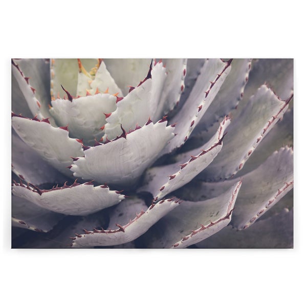 Wandbild mit Nahaufnahme einer Agave mit stacheligen Blättern als dekorative Wanddekoration.