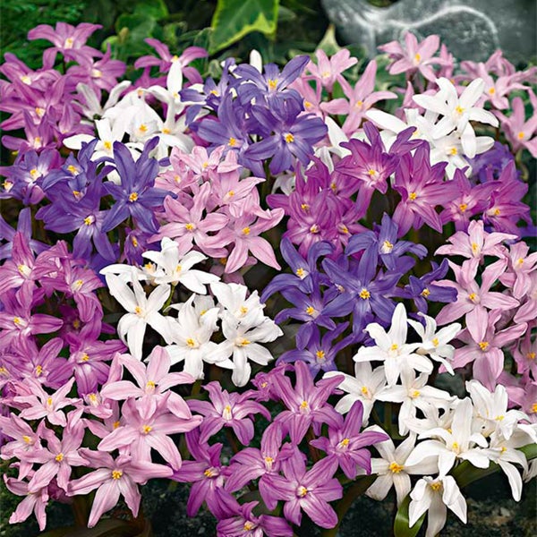 Bloomique - Mischung aus 50 - Chionodoxa Forbesii - große Schneeblume - blau, weiß, lila - Blumenzwiebeln - Frühlingsblüte - mehrjährige Pflanzen - wird 10-15 cm groß