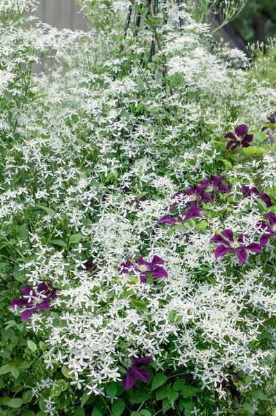 Clematis flammula, Duft-Waldrebe, weiß, 60–100 cm