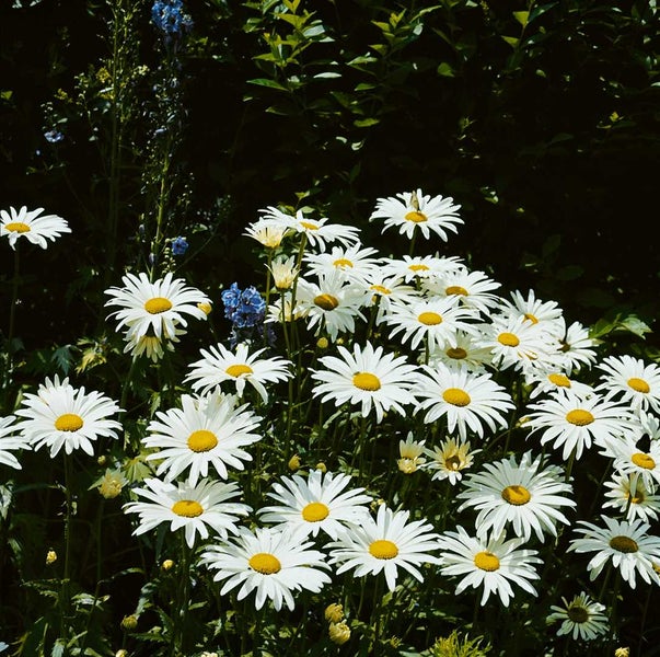 Feld von Margeritenblüten im Garten