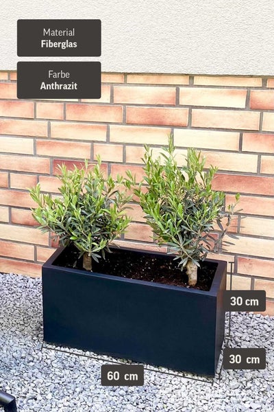 Rechteckiger Pflanzkasten aus Fiberglas in Anthrazit, Maße 60 mal 30 mal 30 Zentimeter, bepflanzt mit zwei kleinen Bäumen.