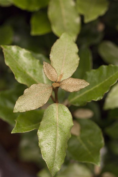 Nahaufnahme der Blätter einer Ölweide Elaeagnus ebbingei Pflanze als Gartenhecke