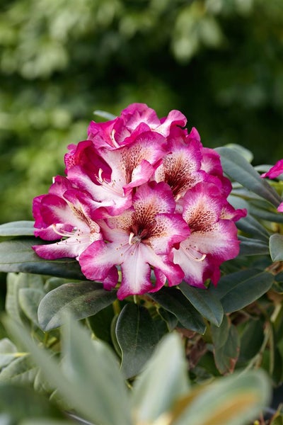 Rhododendron Hybr. 'Hans Hachmann', Rhododendron, rot, 30–40 cm