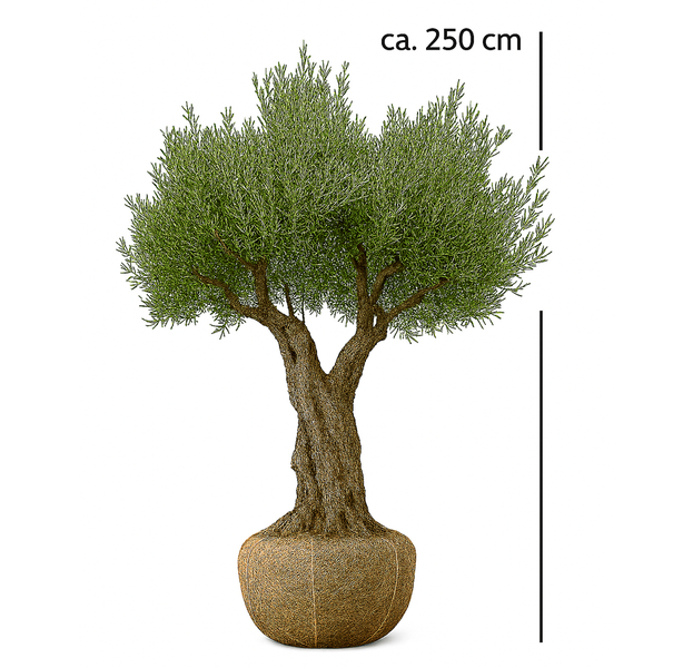 Olivenbaum ca. 200 Jahre alt mit knorrigem Stamm (Olea europaea)