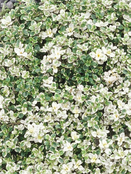 Thymus pulegioides, Quendel-Thymian, aromatisch, ca. 9x9 cm Topf