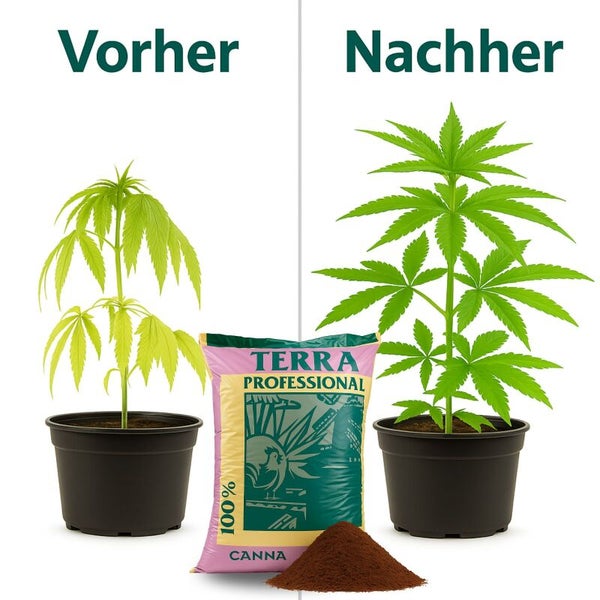 Vorher-Nachher-Vergleich des Pflanzenwachstums bei Verwendung von CANNA Terra Professional Erde.