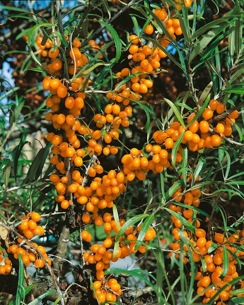 Hippophae rhamnoides 'Friesdorfer Orange', Sanddorn, orange, 40–60 cm