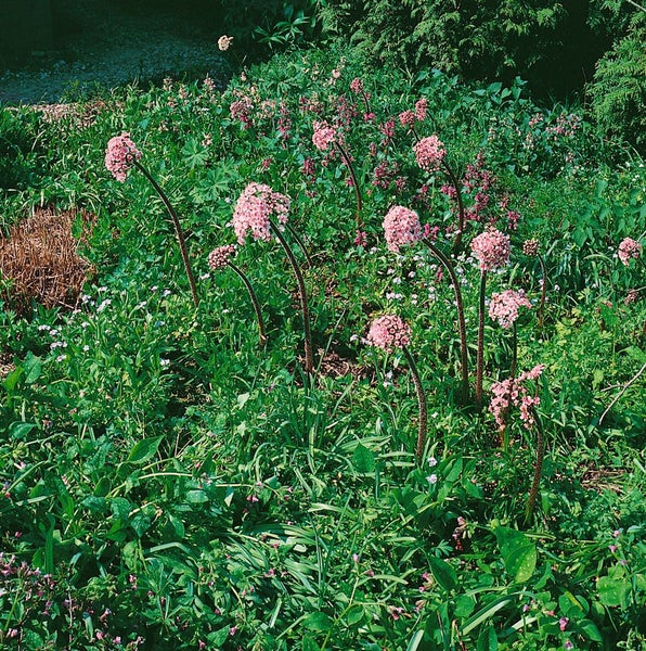 Darmera peltata, Schildblatt, ca. 11x11 cm Topf, dekorative Blätter