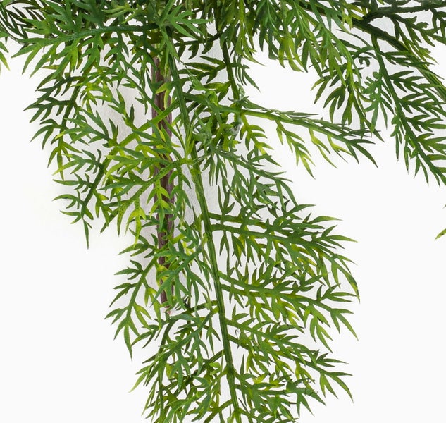 Monstera-Pflanze mit grünen, gelochten Blättern.