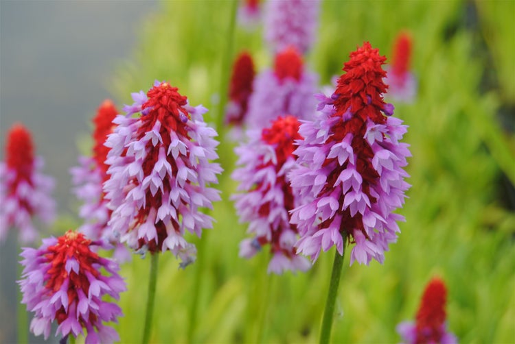 Primula vialii, Orchideenprimel, zweifarbig, ca. 9x9 cm Topf