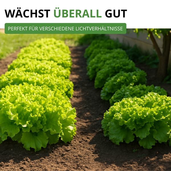 In Reihen wachsender Blattsalat im Gartenbeet. Hinweistext: Wächst überall gut, perfekt für verschiedene Lichtverhältnisse.
