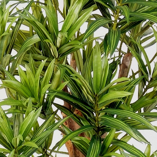 Detailaufnahme einer Kunstpflanze mit länglichen, grün-gelb gestreiften Blättern und braunem Stamm.