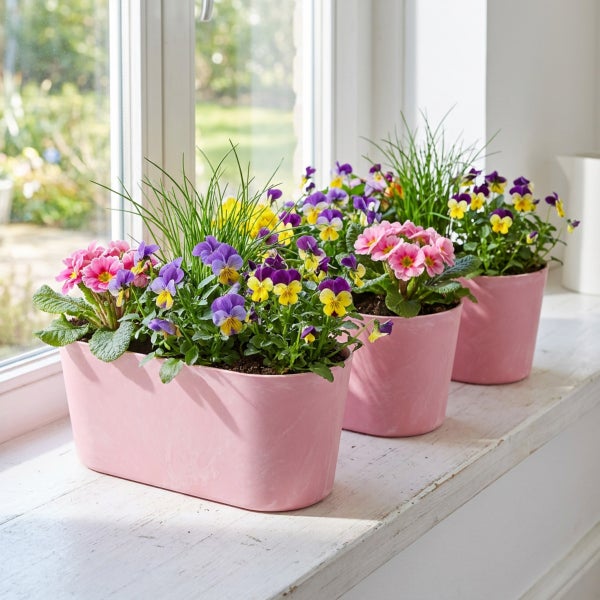 Drei rosa Blumenuebertöpfe mit Stiefmuetterchen, Primeln und Gras auf einer Fensterbank