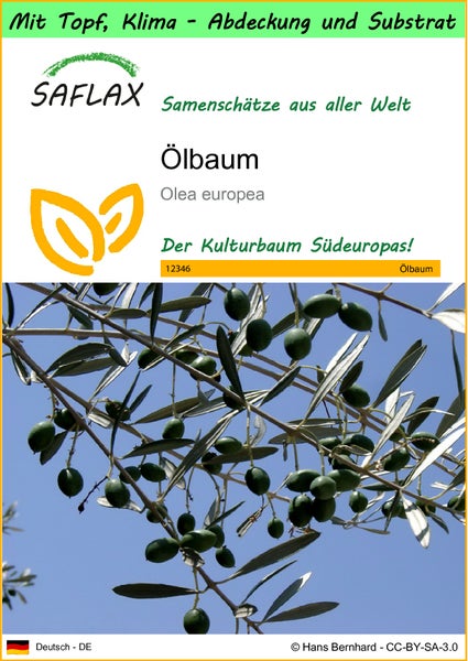 SAFLAX Garden to go - Ölbaum - Olea europea - 20 Samen - Mit Topf, Klima - Deckel und Anzuchtsubstrat