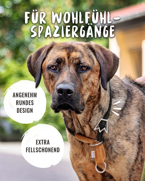 Porträt eines Hundes mit einem Halsband für angenehme Spaziergänge