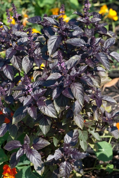Busch Basilikum Pflanze mit Blättern und Blüten