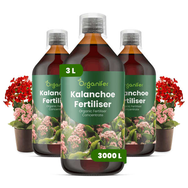 Organifer Kalanchoe Dünger, Set aus drei 1-Liter-Flaschen, organisches Düngerkonzentrat für Kalanchoen.