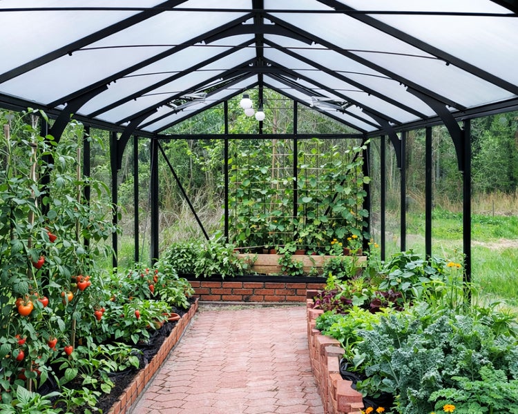 Innenansicht eines Gewächshauses mit schwarzem Metallrahmen, Lichtplatten und gemauerten Beeten mit Tomatenpflanzen und Nutzpflanzen.