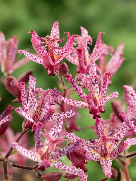 Tricyrtis hirta 'Sinonome', Krötenlilie, weiß-violett, ca. 9x9 cm Topf