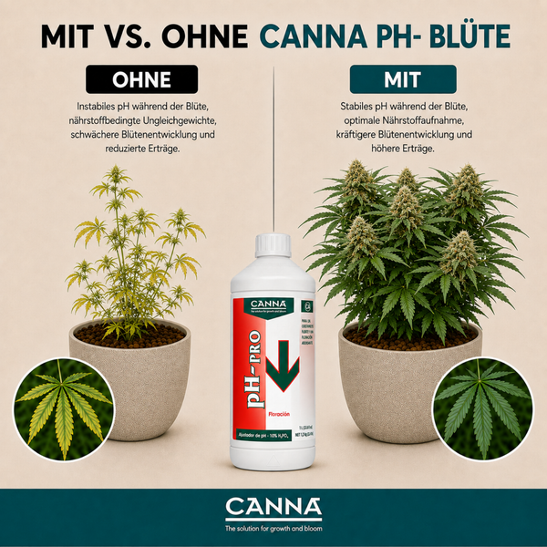 Vergleichsgrafik CANNA pH Minus Blüte Dünger mit zwei Pflanzen im Topf und Produktflasche zur Nährstoffoptimierung für kräftiges Pflanzenwachstum.