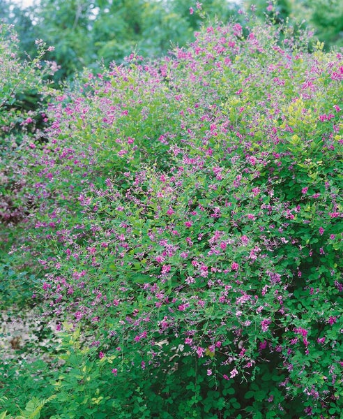 Lespedeza bicolor, zweifarbige Buschklee, 30–40 cm