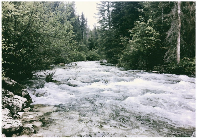 Wilder Gebirgsfluss in einem Waldgebiet mit schnell fließendem Wasser und felsigem Ufer.