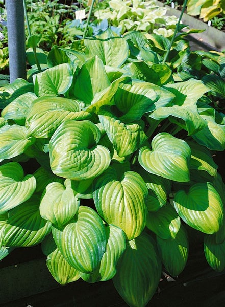 Hosta plantaginea 'Guacamole', Duftende Funkie, ca. 11x11 cm Topf