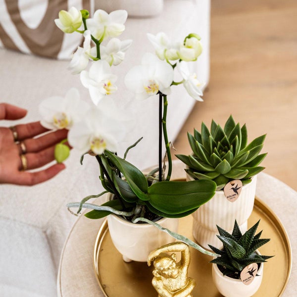 Kolibri Company Komplettes Pflanzenset Luxury Living Grünpflanzen mit weißer Phalaenopsis-Orchidee inkl. Keramik-Ziertöpfe und Zubehör