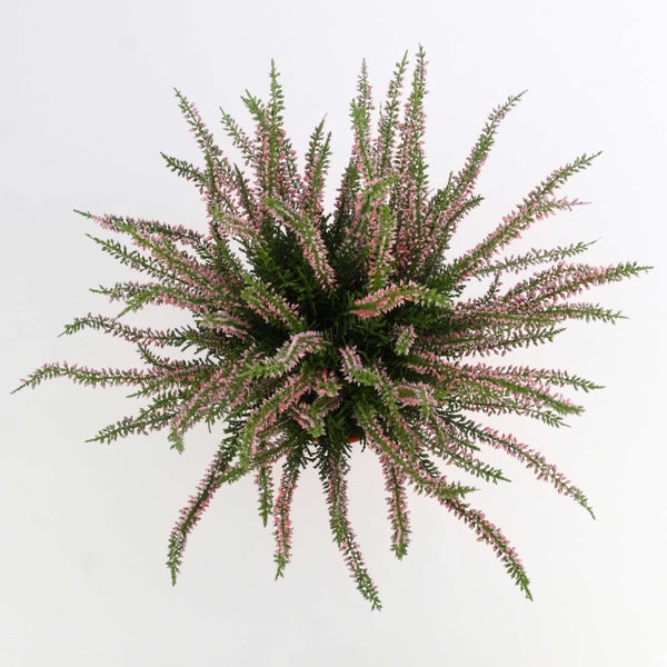 Heidekraut Calluna vulgaris mit vielen kleinen Blütenknospen und grünen Blättern.