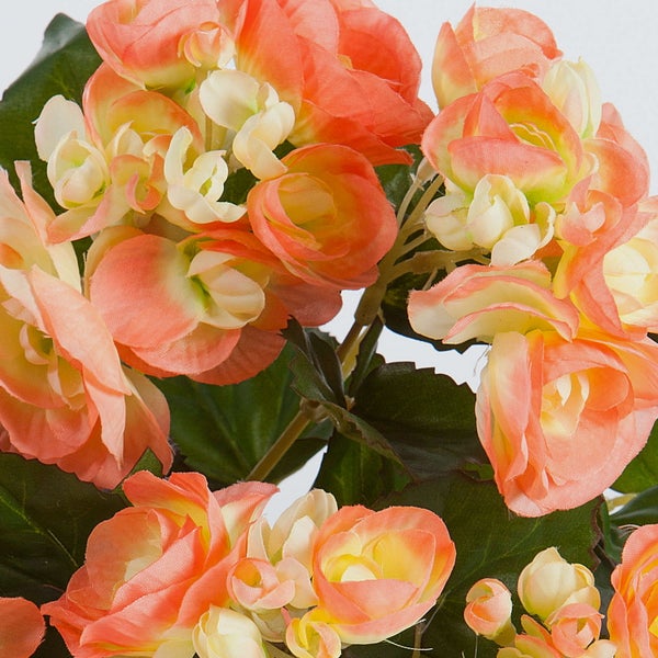 Künstliche Begonie mit pfirsichfarbenen und cremefarbenen Blüten und grünen Blättern.