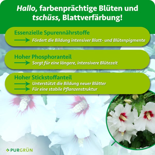 Infografik mit Wirkungsweise von Purgrün Pflanzendünger für Blühpflanzen mit Spurennährstoffen, Phosphor und Stickstoff für gesundes Wachstum.