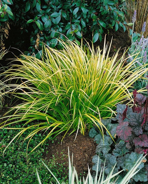 Acorus gramineus 'Ogon', Japanische Segge, gelbgrün, 2 Liter Container