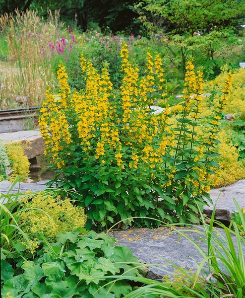 Gelbe Lysimachia vulgaris Staude im Garten.