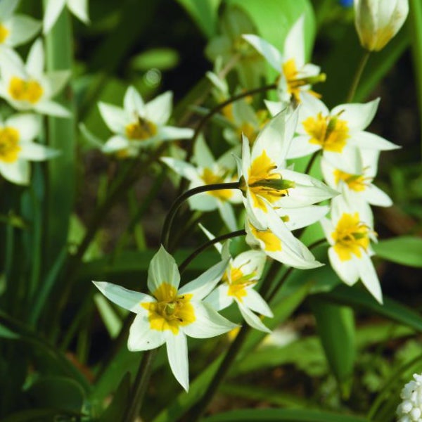 Gruppe von Wildtulpen mit weißen Blütenblättern und gelben Zentren